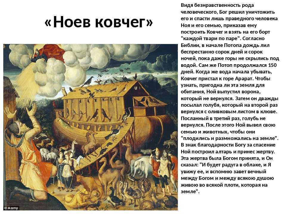Ноев ковчег цветок фото и описание