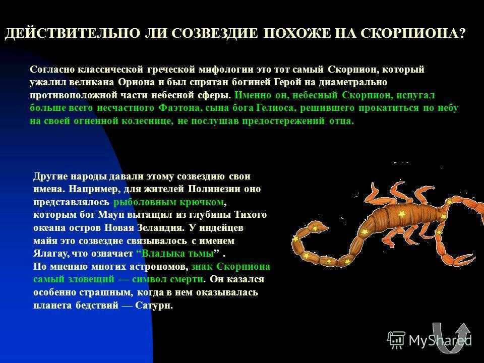 Гороскоп скорпион на 2 апреля. Созвездие Скорпион. Доклад про скорпиона. Скорпион миф. Скорпион в картинках характеристики.