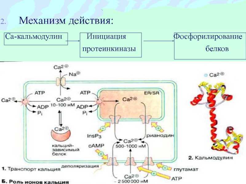 Кальций атф. Схема фосфорилирования белков. Фосфорилирование белков схема реакции. Механизм активации протеинкиназы g. Кальмодулин-зависимые протеинкиназы.